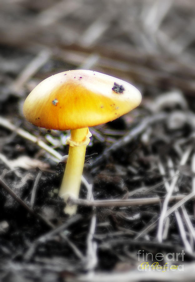 Golden Mushroom by DONNA BENTLEY Golden Mushroom by DONNA BENTLEY