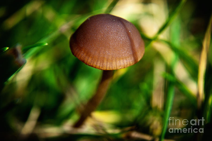 Golden Mushroom Photograph by Pittsburgh Photo Company - Fine Art America