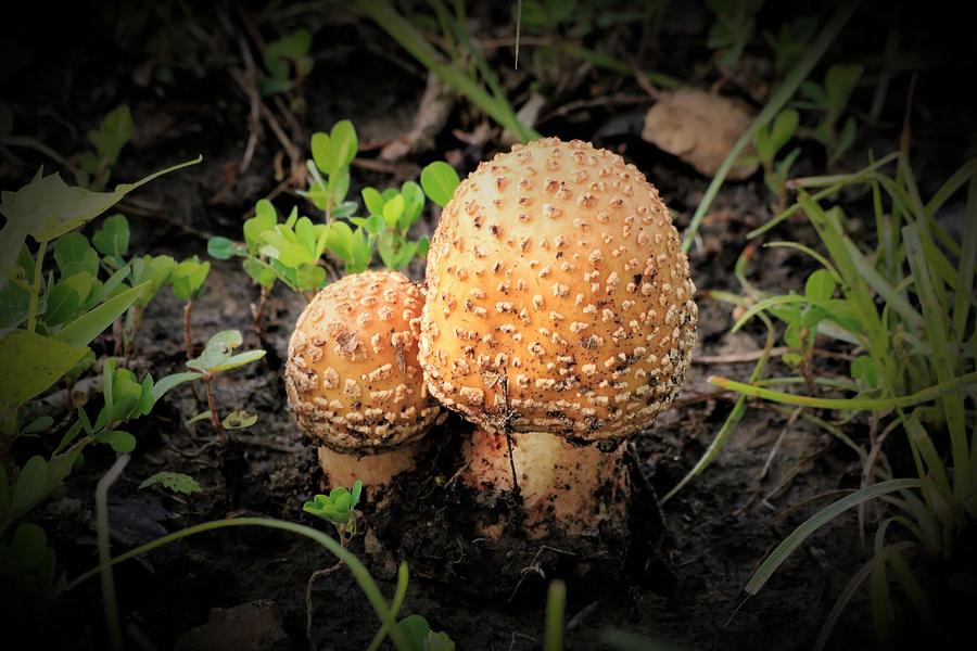 Golden Mushrooms Vignette Photograph by Sheila Brown