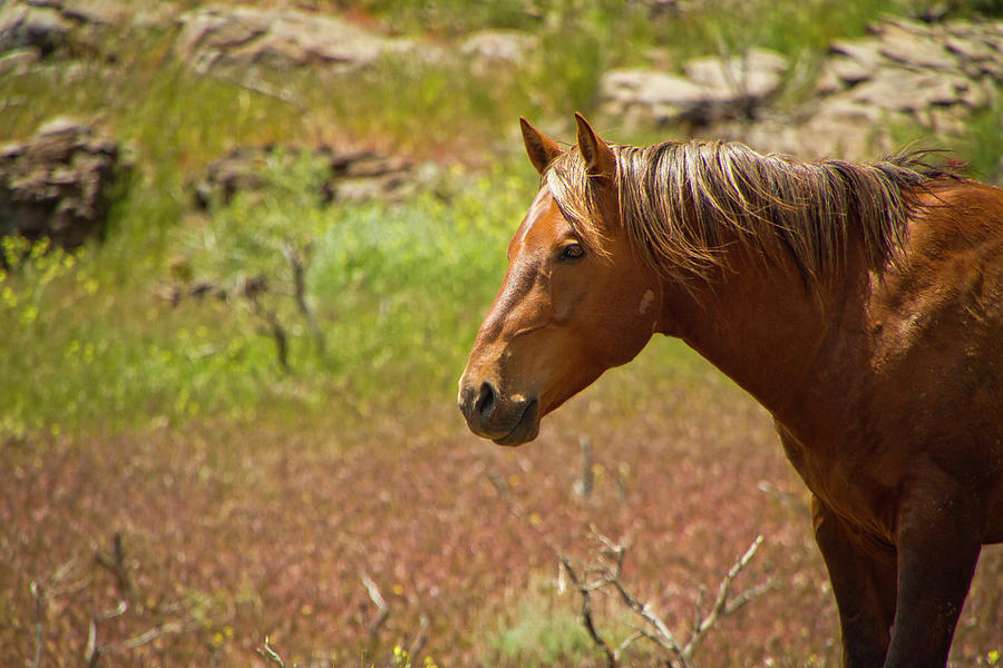 Golden Mustang Stallion Photograph by Waterdancer