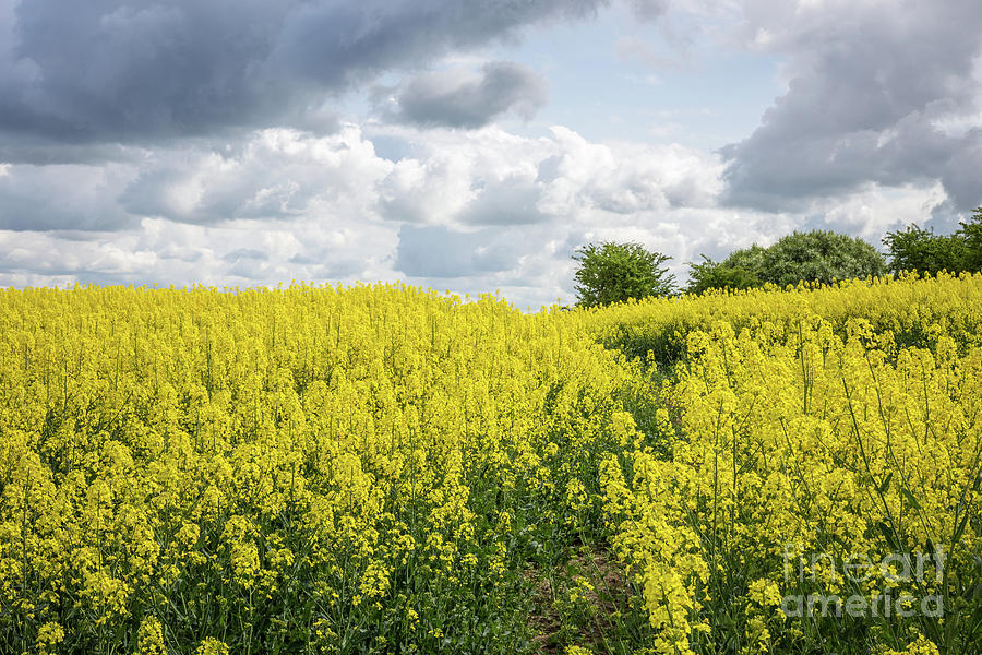 Golden mustard fields in spring Photograph by Anna Soelberg Fine Art