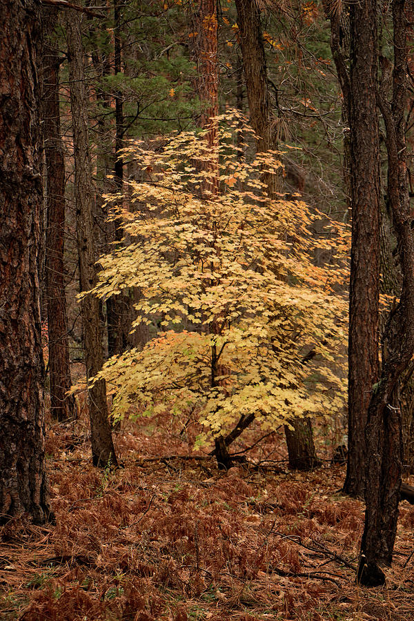Golden Oak Photograph by Teresa Wilson