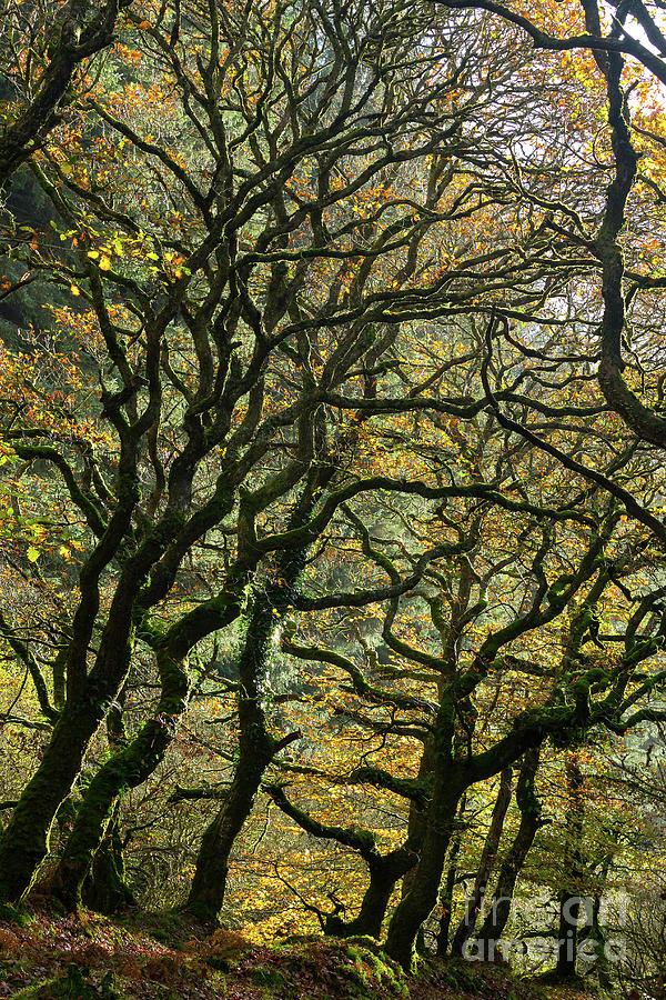 Golden Oaks Photograph by Andy Myatt