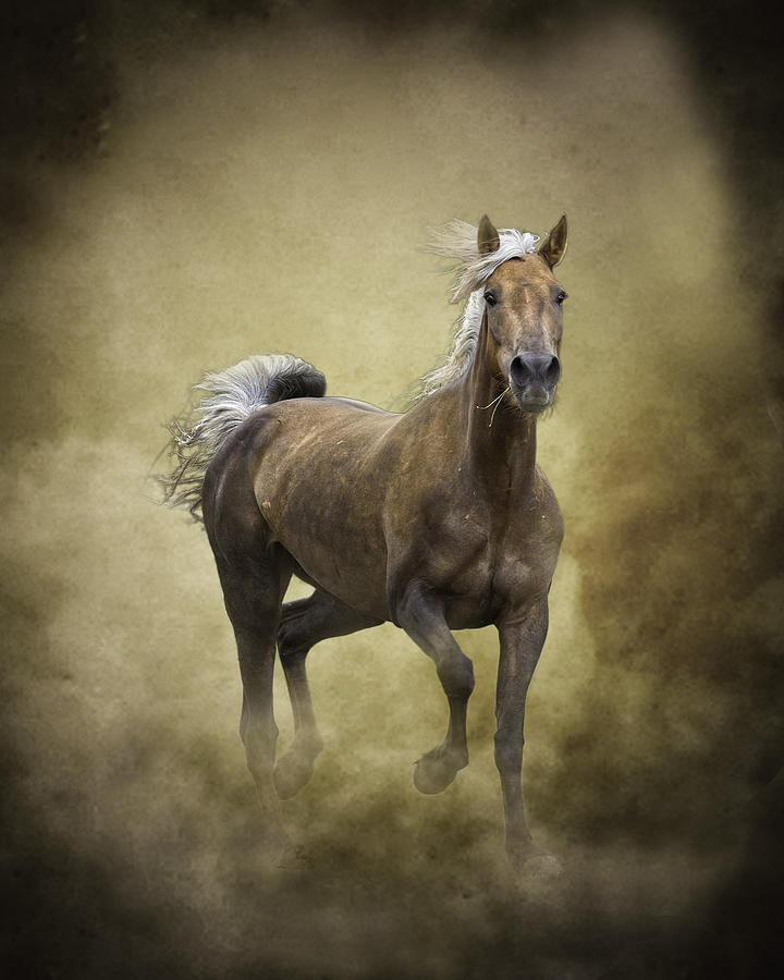 Horse Photograph - Golden One by Ron  McGinnis