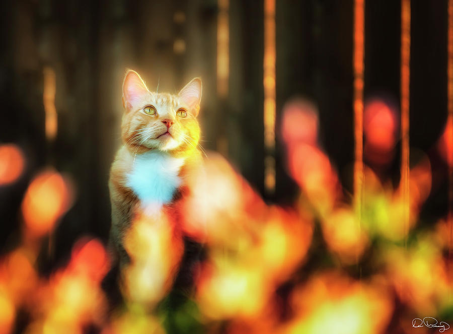 Golden Orange Tabby Photograph by Dee Browning