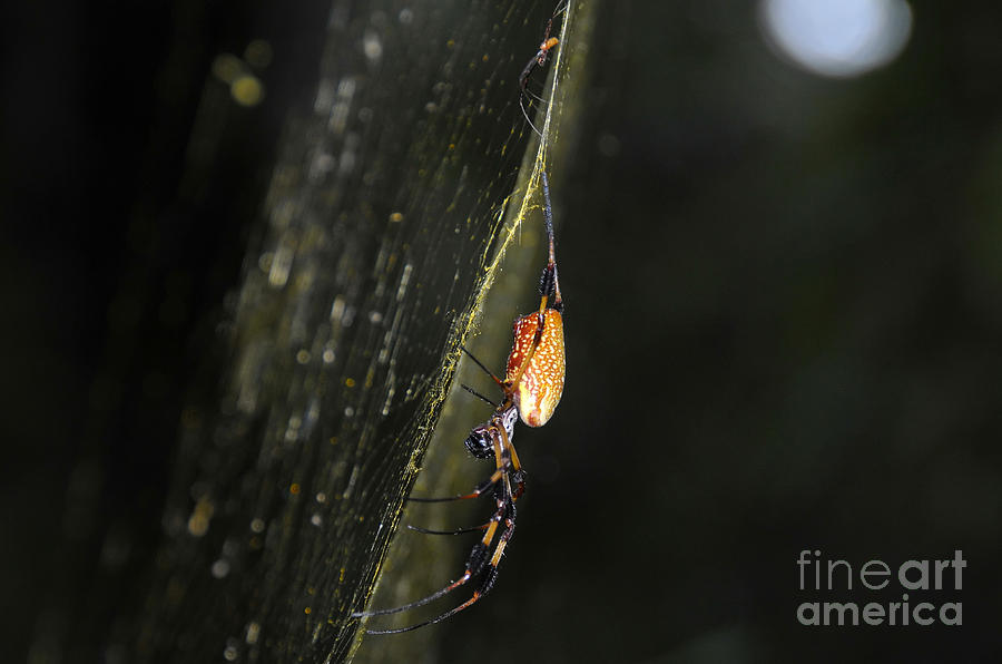 Golden orb spider Photograph by David Lee Thompson
