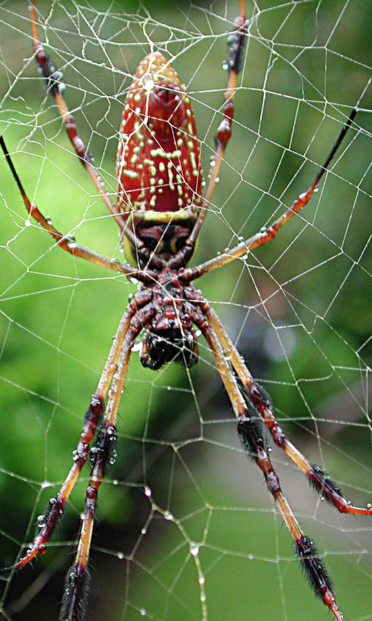 Golden Orb Spider Photograph by Michael Cranford - Fine Art America