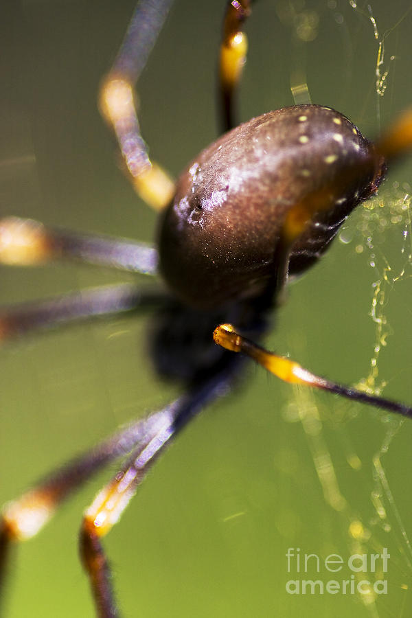 Golden Orb Spider Photograph by Jorgo Photography