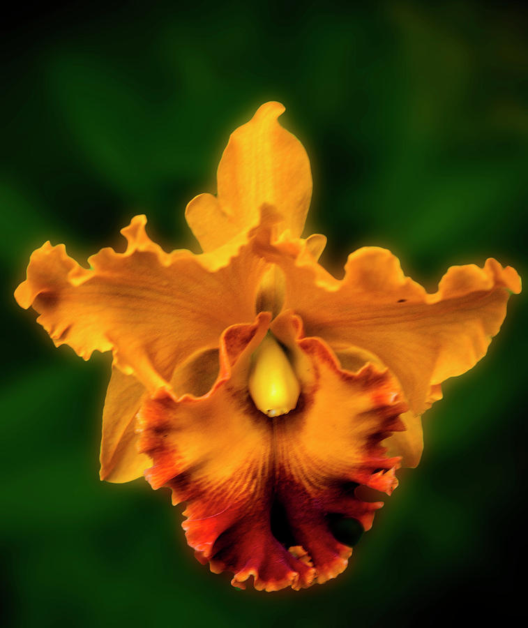 Golden Orchid Photograph by Joseph Hollingsworth