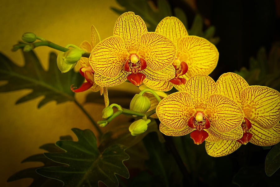 Golden Orchids Photograph by Mary Buck