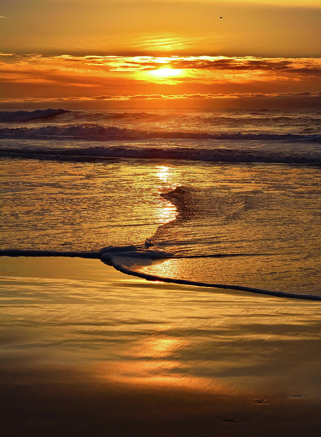 Golden Pacific Sunset Photograph by Brian Tada