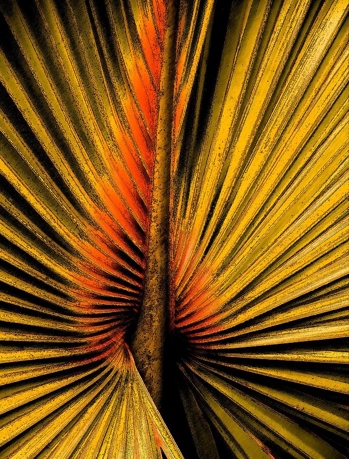 Golden Palm Photograph by Rosalie Scanlon