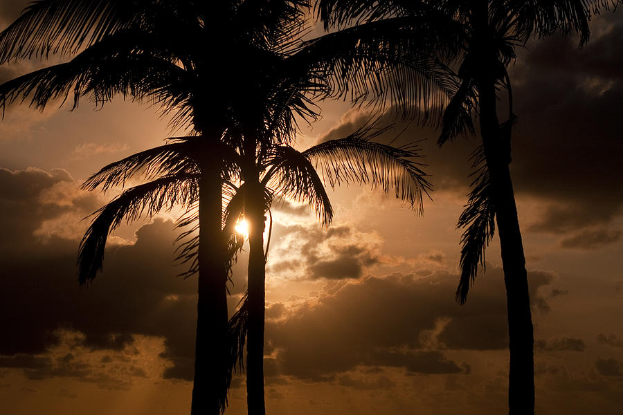 Golden Palms Photograph by Ryan Heffron