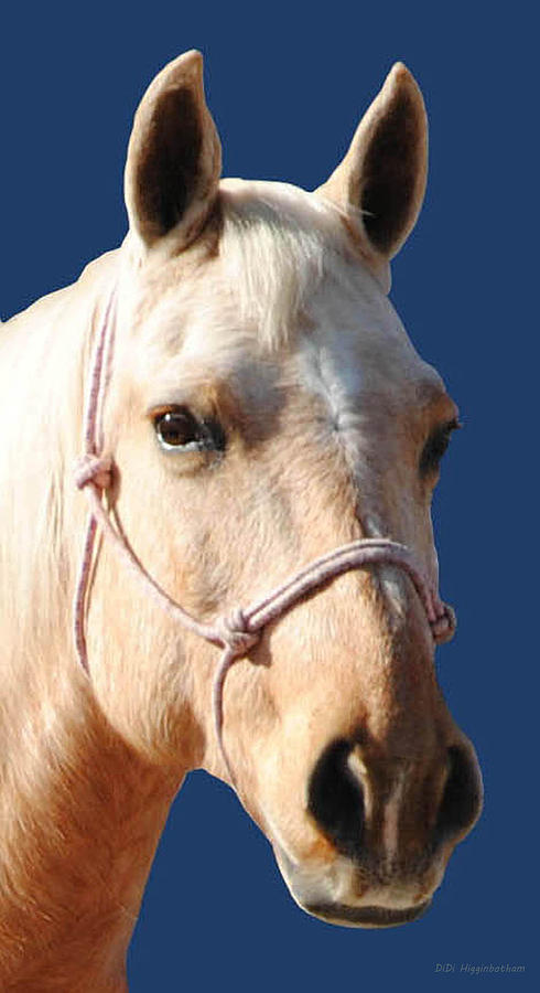 Horse Photograph - Golden Palomino  by DiDi Higginbotham