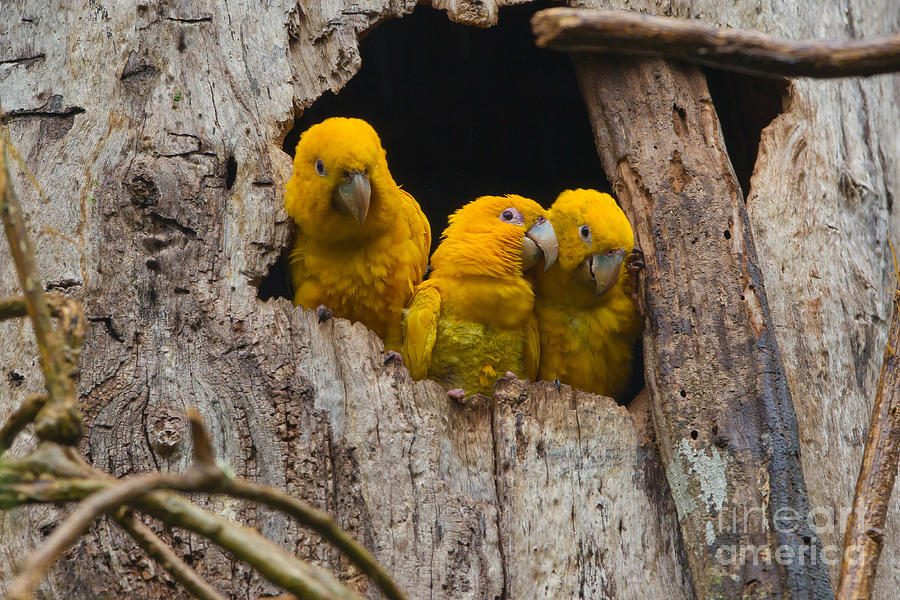 Golden Parakeet Photograph by B.G. Thomson
