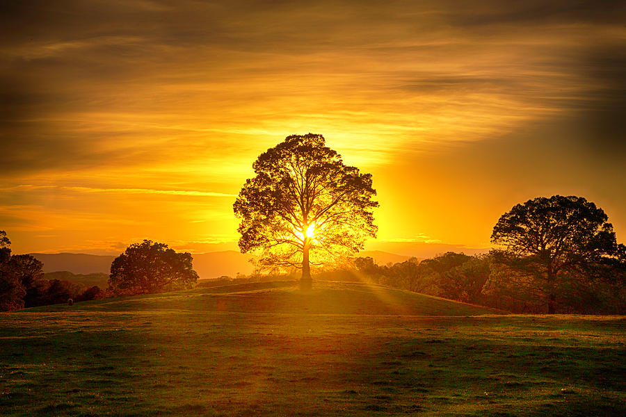Sunset Photograph - Golden Pastures by Kevin Senter