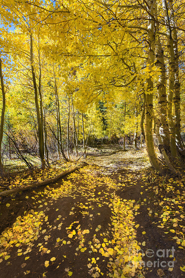 Tree Photograph - Golden Path by Dianne Phelps
