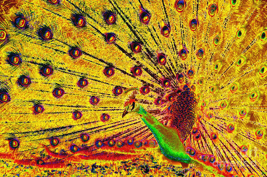 Golden Peacock Painting by David Lee Thompson
