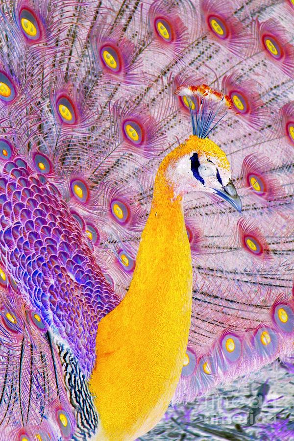 Abstract Photograph - Golden Peacock by Frank Townsley