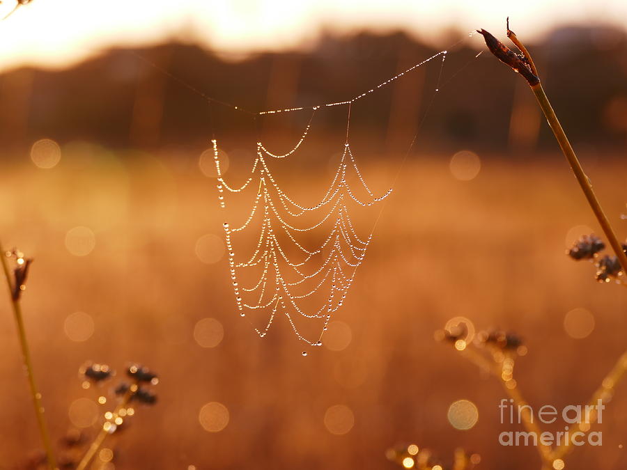 Spider Photograph - Golden pearls by Pauline Flesseman