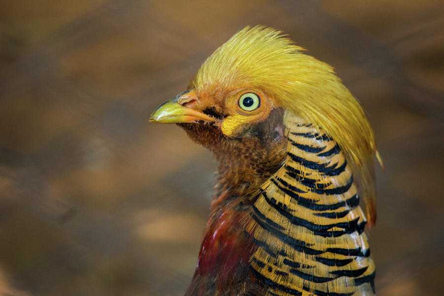 Golden Pheasant Photograph