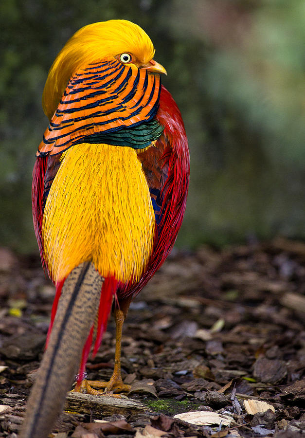 Golden Pheasant Photograph by Greg Nyquist