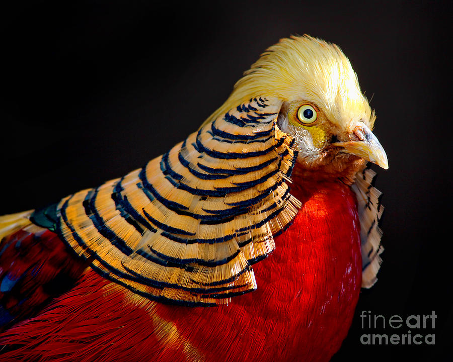 Golden Pheasant Photograph by Martin Konopacki