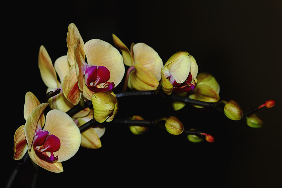 Golden Phoenix Orchid Photograph by Debbie Oppermann