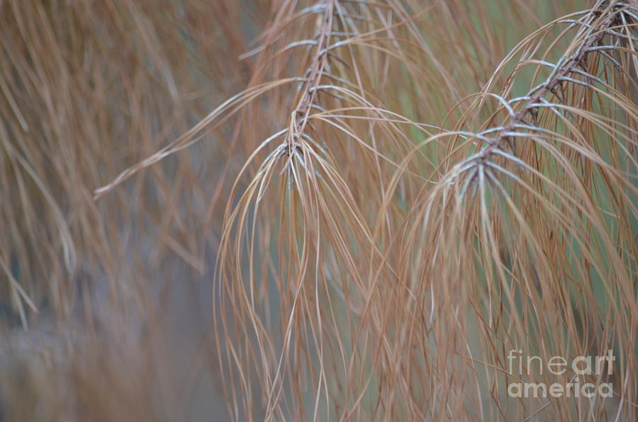 Golden Pines Abstract Photograph by Maria Urso