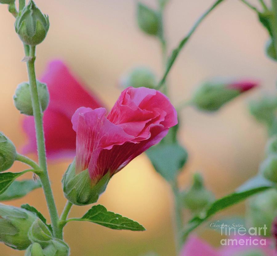 Golden Pink Flower Light By Cheyanne Sexton Photograph