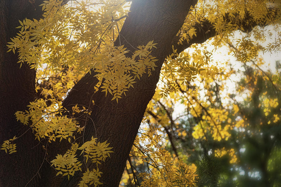 Golden Pistachio Tree Photograph by Saija Lehtonen
