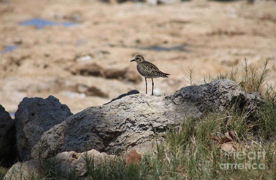 Golden Plover Photograph by Craig Wood
