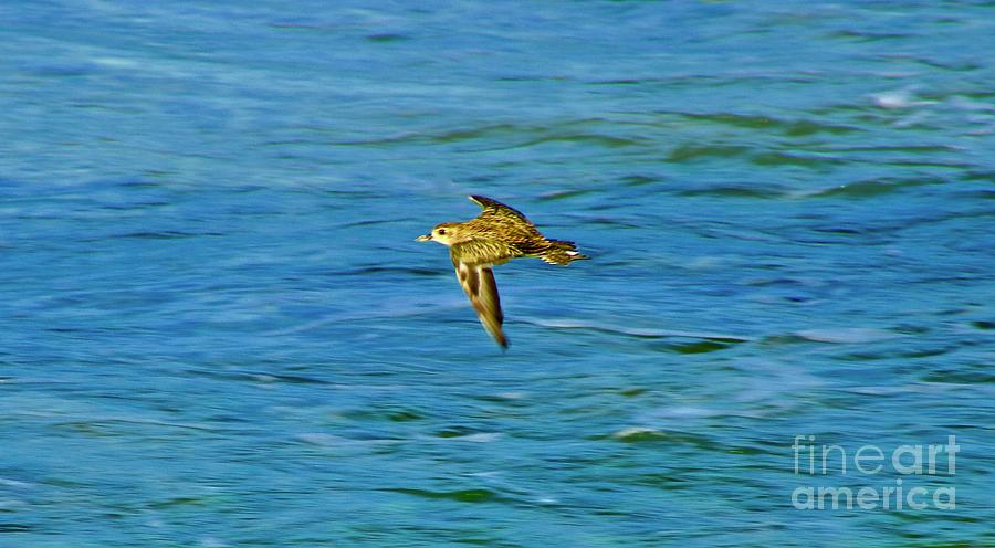 Golden Plover Fly By Photograph by Craig Wood