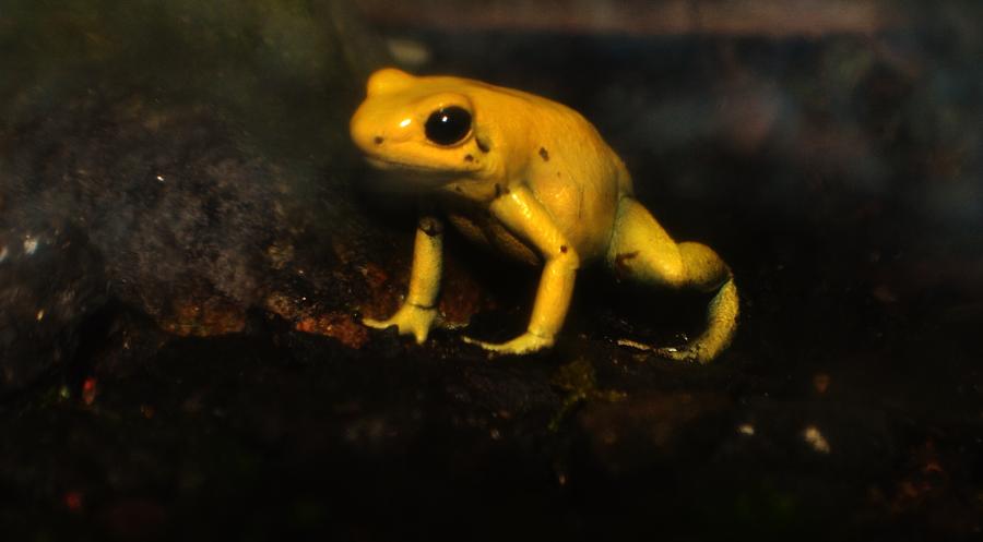 Golden Poison Frog Photograph by Eileen Brymer