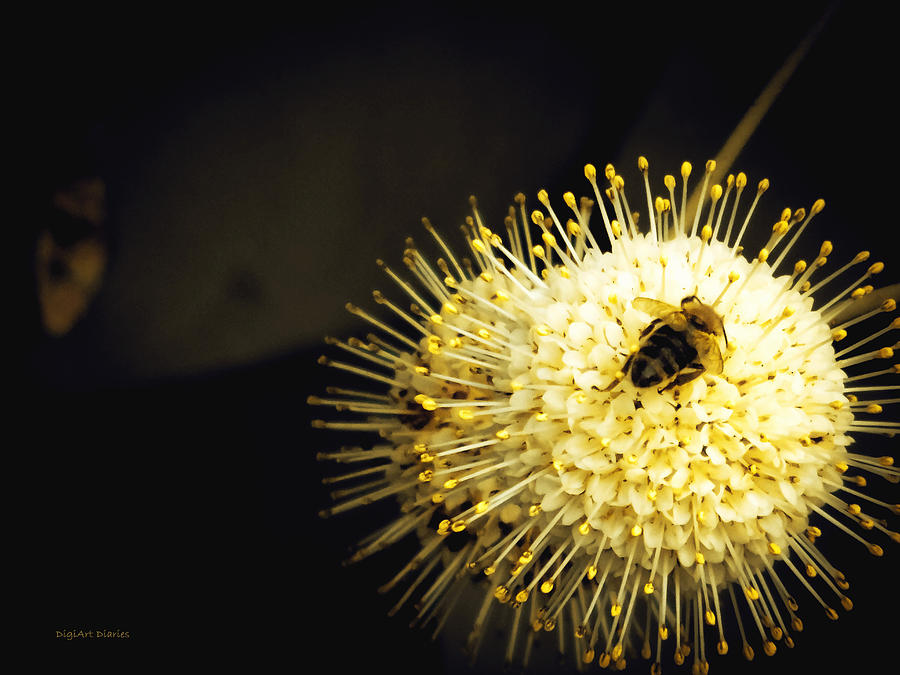 Golden Pollination Photograph by DigiArt Diaries by Vicky B Fuller