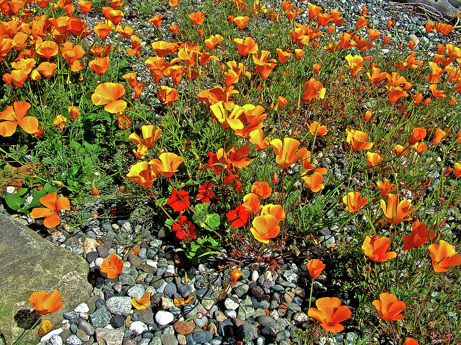 Golden Poppies and Red Nasturtiums along  Turn Point Road on San Juan Island, Washington Photograph by Ruth Hager