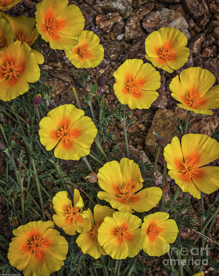 Golden Poppies Photograph by Mitch Shindelbower