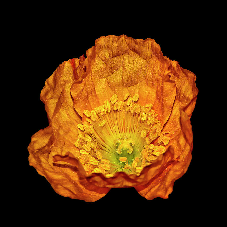 Golden Poppy 001 Photograph by George Bostian