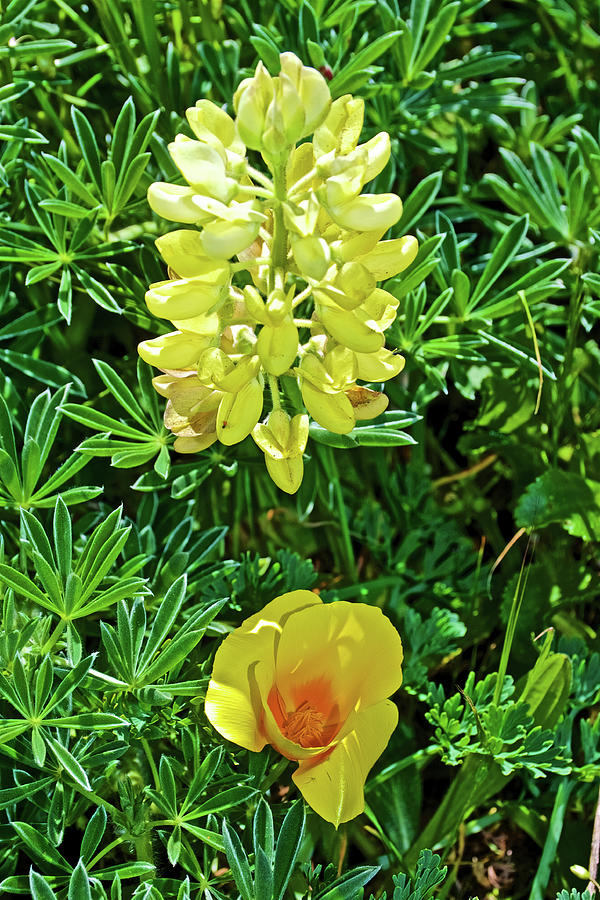  Golden Poppy and Yellow Lupine in Point Reyes National Seashore, California  Photograph by Ruth Hager