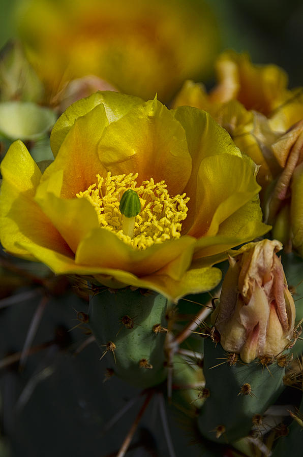 Golden Prickly Pear Cactus  Photograph by Saija Lehtonen