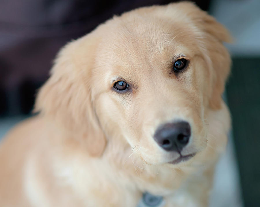 golden retriever puppy eyes