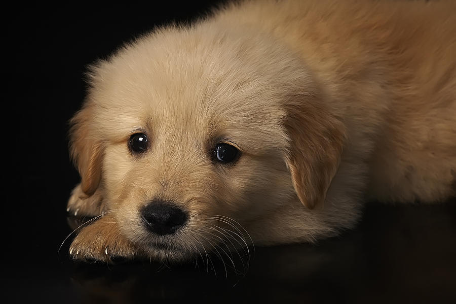 Golden puppy Photograph by Hernan Bua
