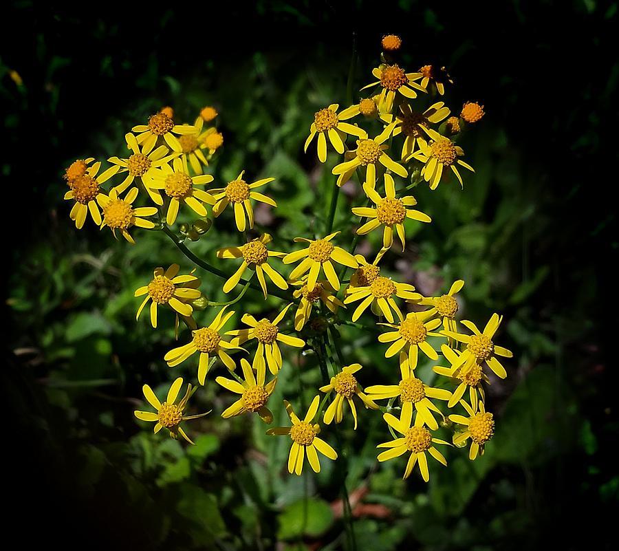Golden Ragwort Photograph by Joe Duket