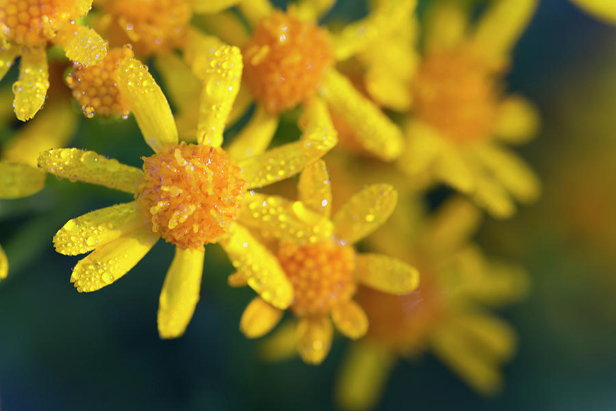 Golden Ragwort Photograph by Nancy Dunivin