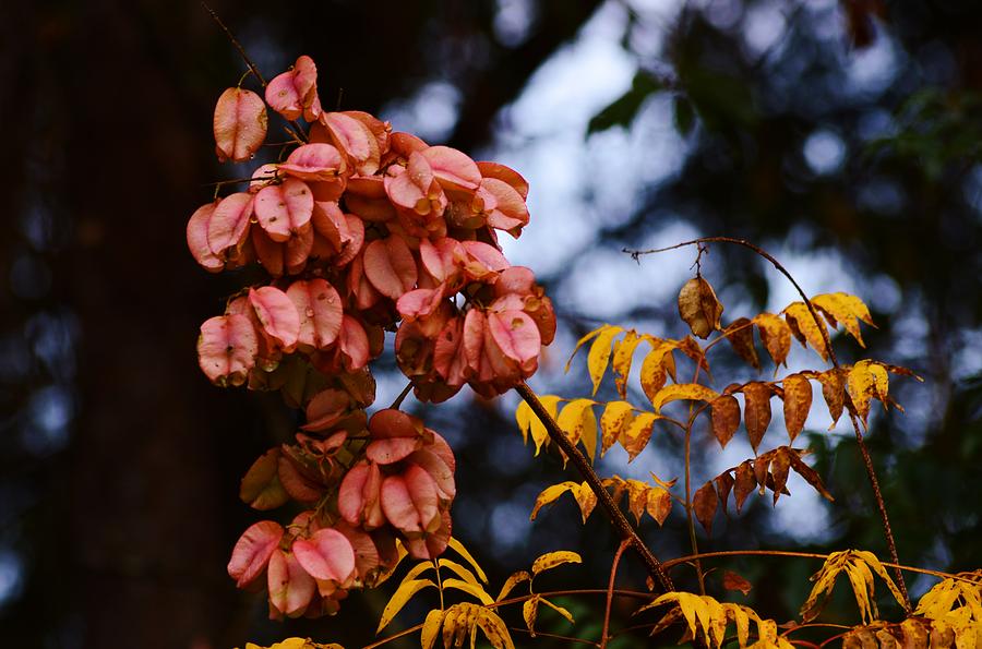 Golden Rain Tree Becomes Golden Photograph by Warren Thompson