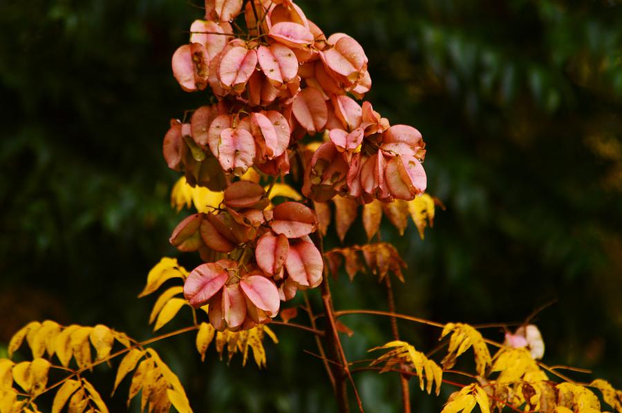 Golden Rain Tree Fall Photograph by Warren Thompson