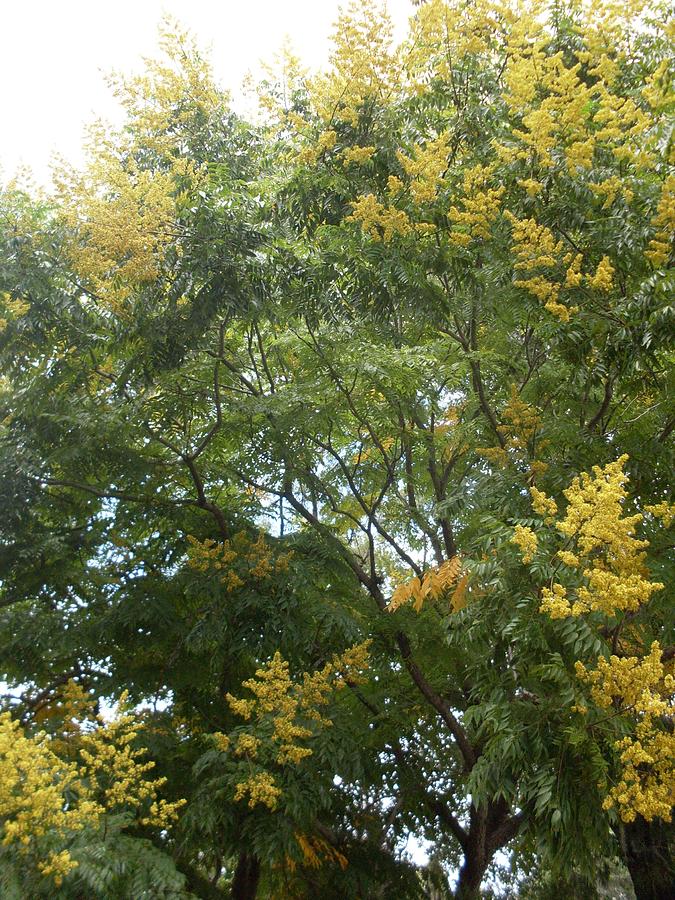 Golden Rain Tree Photograph by Warren Thompson - Fine Art America