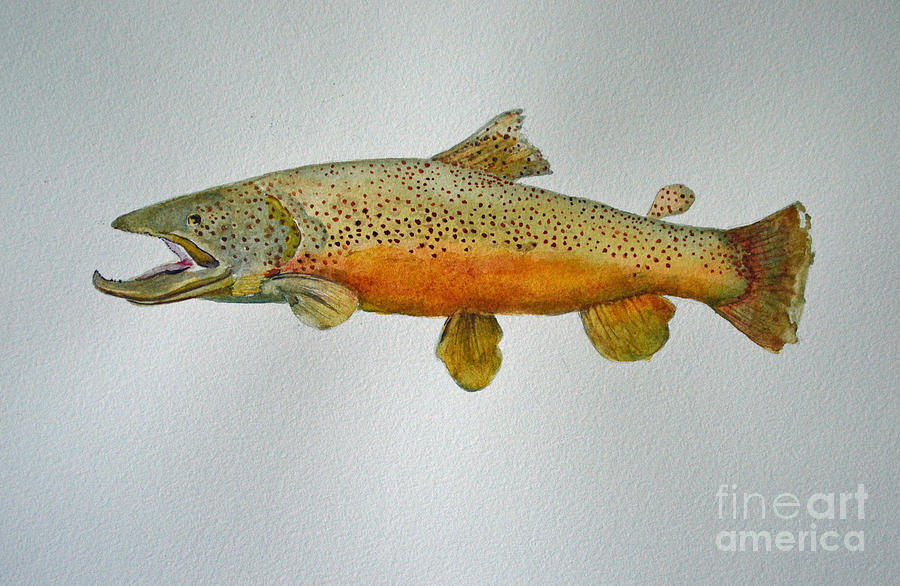 Golden Rainbow Trout Painting by Terri Robertson