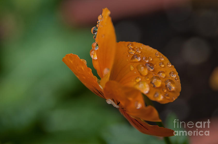 Flowers Still Life Photograph - Golden Raindrops by Leonardo Fanini