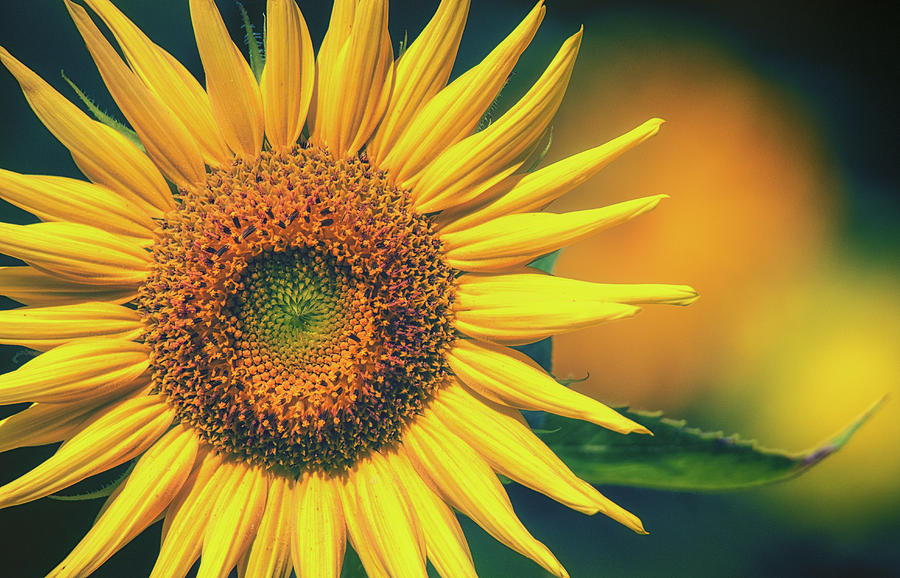 Golden Rays Photograph By Larry Helms Fine Art America